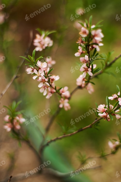 Preview: Closeup of pink cherry blossoms in spring. Selective focus. High quality photo