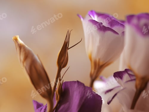 Preview: Flowers Close Up Background Image