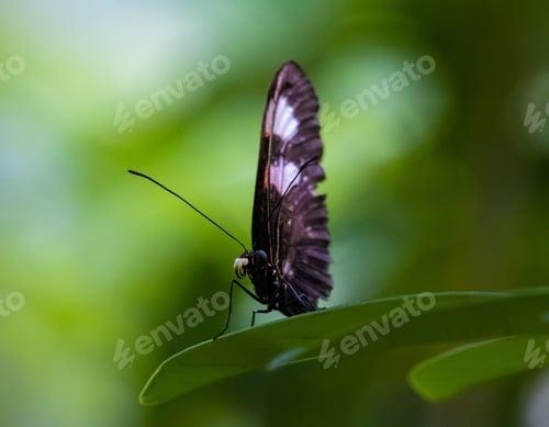 Preview: Vibrant butterfly is perched on a lush green leaf