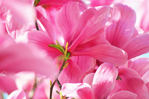 Preview: Hot Pink Magnolia Flowers Sunlight