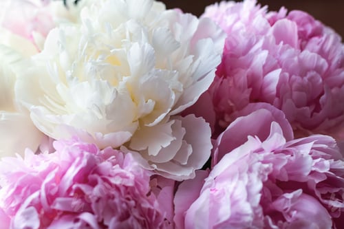 Preview: Pink and white peonies close-up background.
