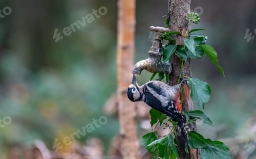 Preview: Great spotted woodpecker perched on a wooden post with a faucet