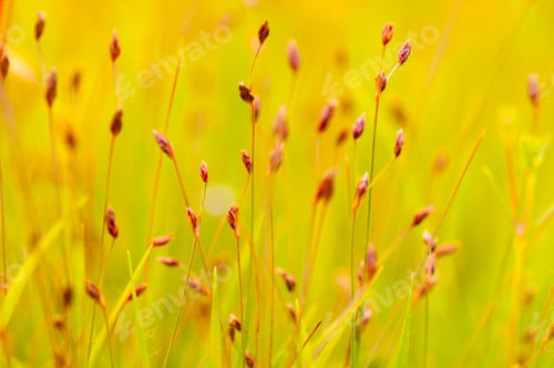 Preview: Beautiful wild flowers in a meadow, Flower background.