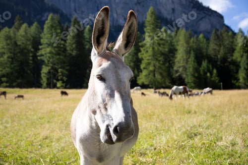 Preview: A donkey in the wonderful landscape of the Dolomites mountains, South Tyrol, Italy