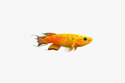 Preview: Spotted orange fish with multicolored fins
