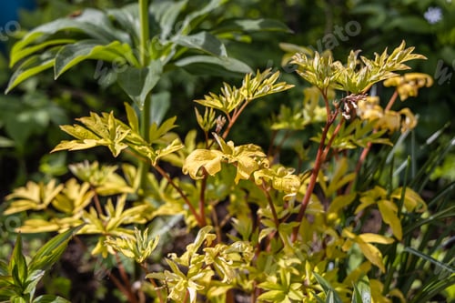 Preview: Blooming Dicentra spectabilis 'Gold Heart' in the garden