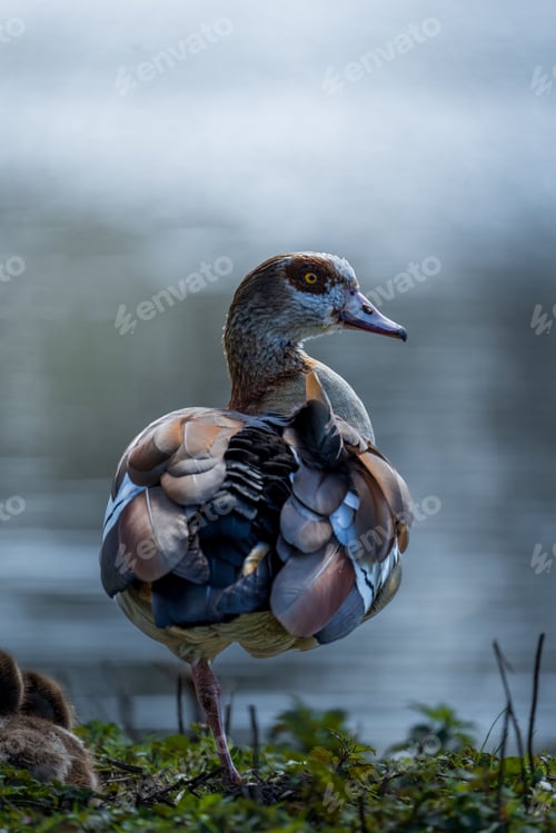 Preview: Vertical shot of an egyptian goose perched on grass near a lake