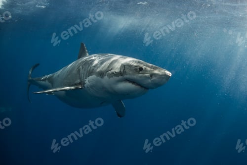 Preview: White shark cruising around the crystal blue water of Guadalupe Island, Mexico