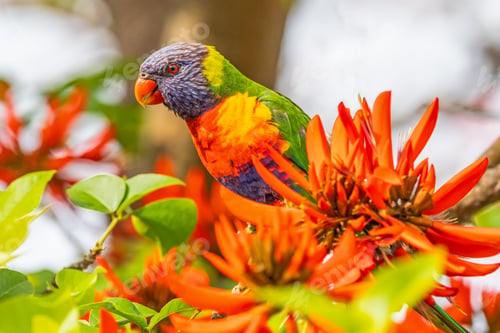Preview: Rainbow Lorikeet on Coral Tree