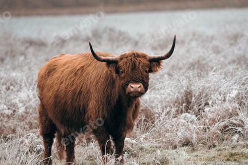 Preview: a brown yak in a frosty field with water in the background