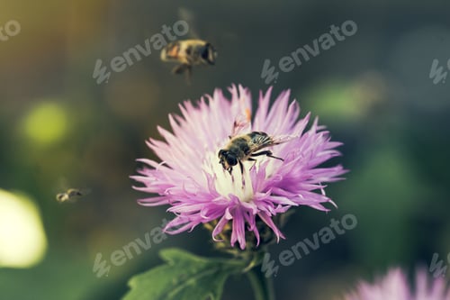 Preview: Bee gathering nectar from a flower in the garden