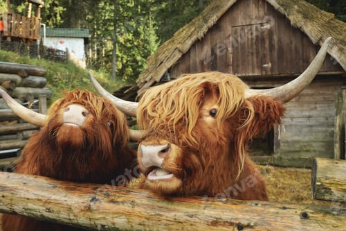 Preview: Scottish cows in park in autumn day