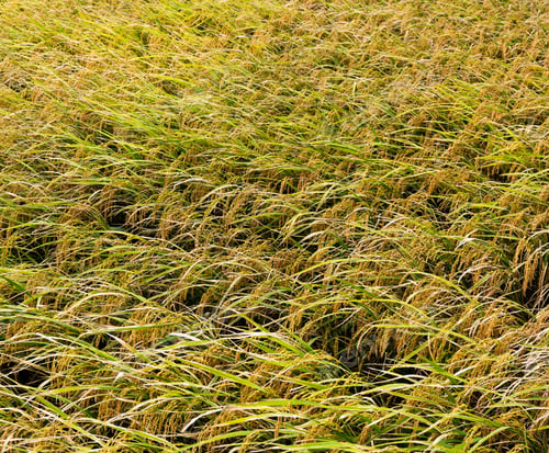 Preview: Paddy rice field