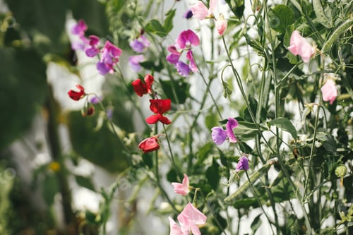 Preview: Beautiful sweet pea blooming in cottage garden. Close up of colorful lathyrus flowers