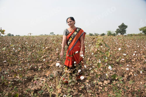 Preview: Indian woman harvesting cotton in a cotton field.