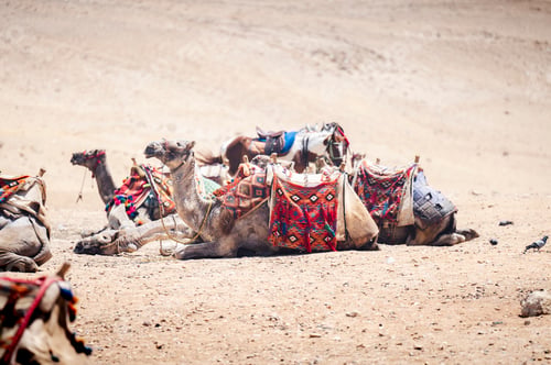Preview: Colorfully saddled camels waiting for tourist riders lying on the desert sand