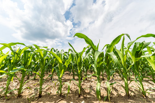 Preview: Corn field in a sun