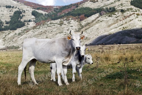 Preview: cow family