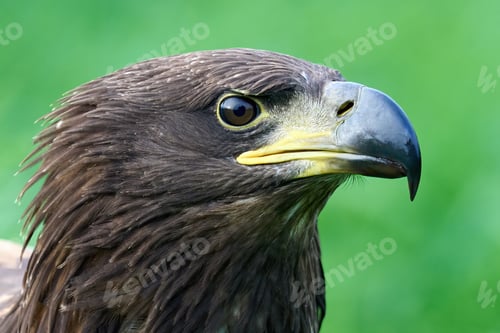 Preview: White-tailed eagle (Haliaeetus albicilla)