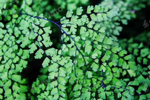 Vista previa: The top view on the ferns on a black background.