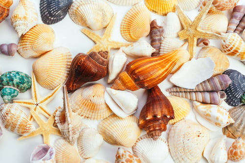 Preview: Sea shells. nature background
