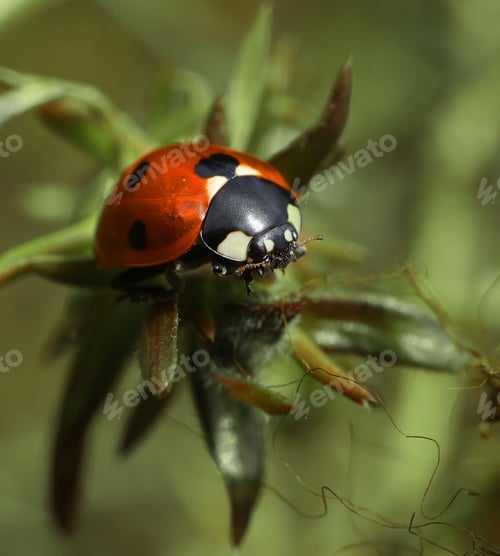 Preview: Ladybug on twig