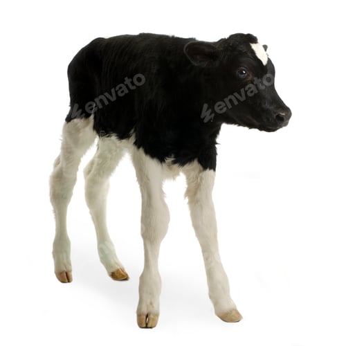 Preview: Calf
