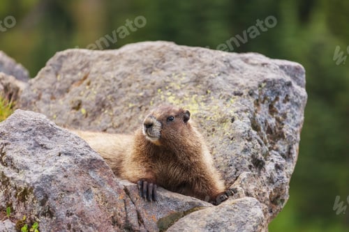 Preview: Marmot