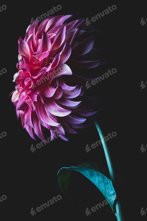 Preview: Rooster Dahlia Flower