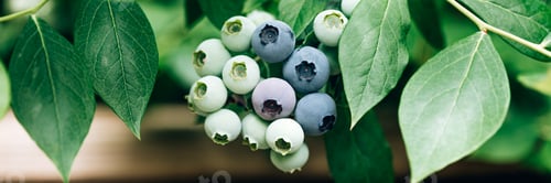 Preview: Fresh organic blueberries in garden