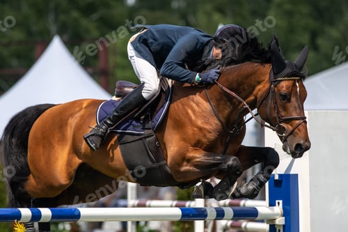 Preview: Horse Jumping, Equestrian Sports, Show Jumping themed photo.