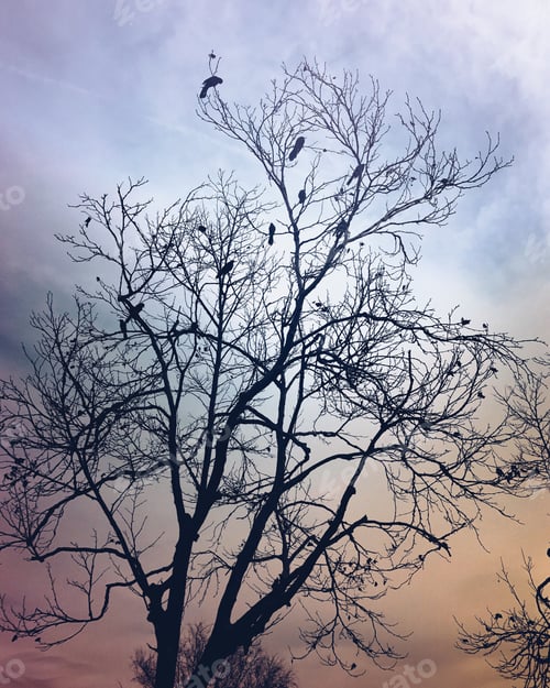 Preview: An old tree in winter is filled with crows at dusk
