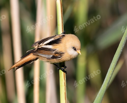 Preview: Bearded reedling, Panurus biarmicus. A young male bird on a reed stalk by the river