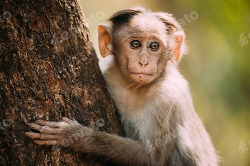 Preview: Goa, India. Young Bonnet Macaque - Macaca Radiata Or Zati Sitting On Tree. Close Up Portrait Of Cub