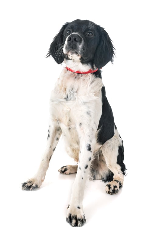 Preview: brittany dog in studio