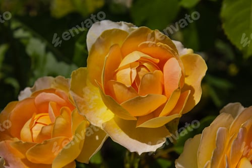 Preview: Golden Celebration Roses or Rose Golden Celebration with a rich yellow petals.