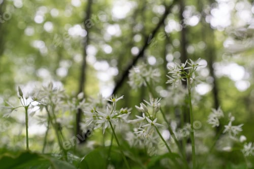 Preview: Wild garlic