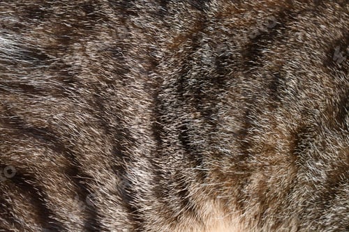 Preview: Tabby cat fur texture background.