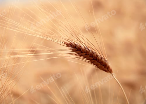 Preview: Gold wheat seed. Wheat field.