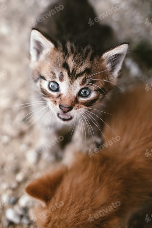 Preview: Little cute newborn kitten outdoors