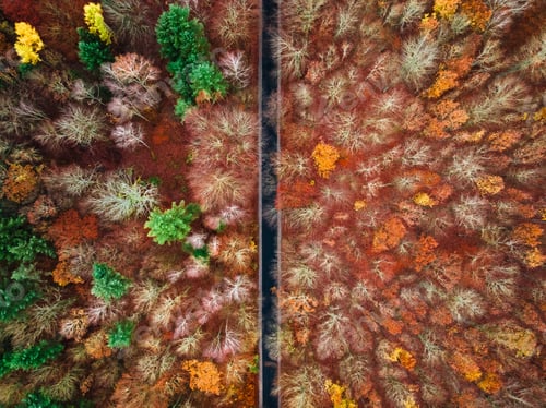 Preview: Top down view of red forest in the autumn.