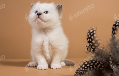 Preview: cute little Birman cat isolated in a removable background, aborable kitten concept