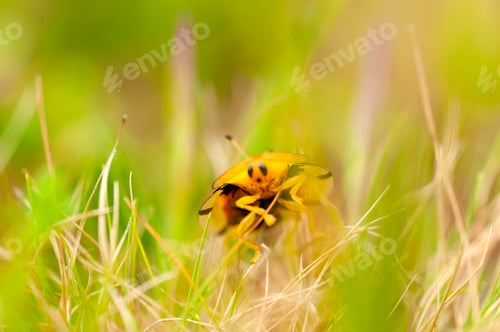 Preview: Closeup of ladybug on the meadow