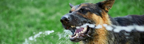 Preview: Banner Playful Dog German Shepherd tries to catch water from garden hose