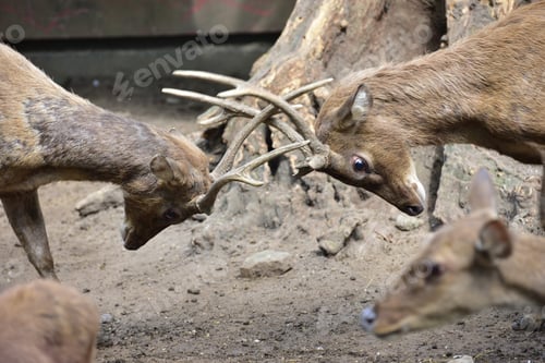 Preview: Close up fight of Javan Deer, Rusa timorensis