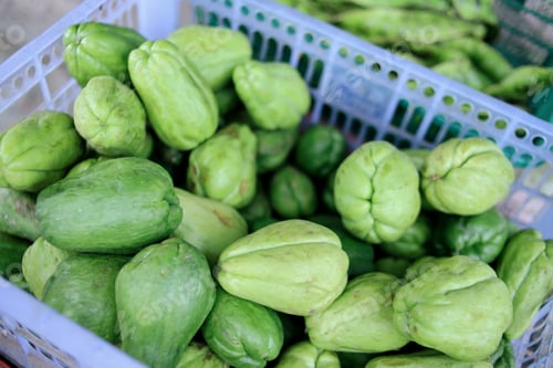 Preview: Fresh chayote fruits (Sechium edulis) on basket