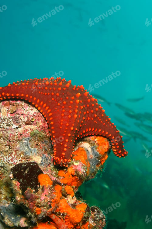 Preview: Red Sea Star, Galapagos Islands, Galapagos National Park, Ecuador
