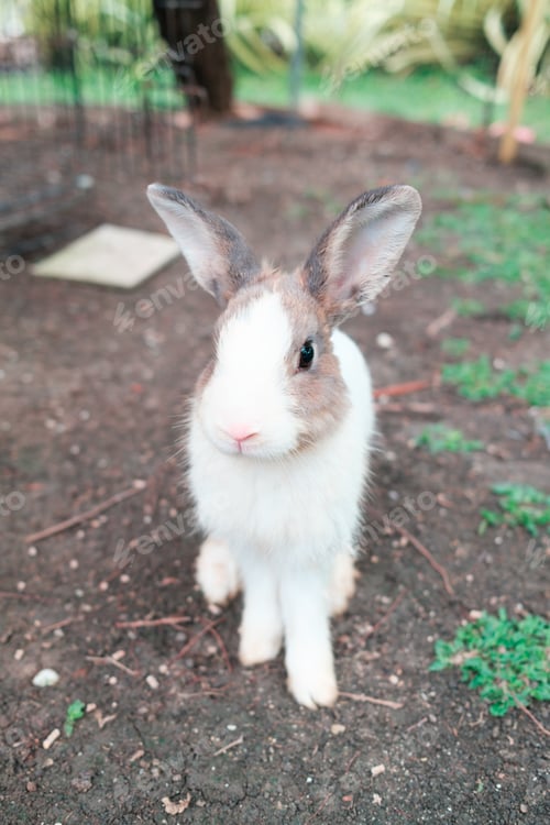 Preview: Fluffy rabbit lying on ground in the farm