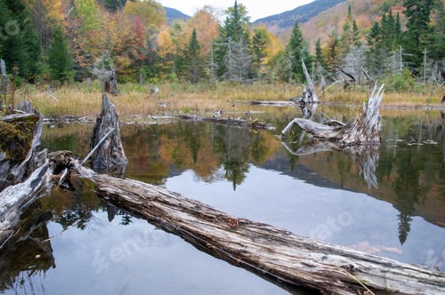 Preview: Scenic fall landscape featuring a group of dead trees surrounded by a wooded area.