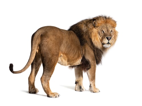 Preview: Back view on a male lion looking away, isolated on white